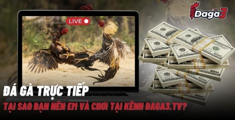 Giới thiệu về kênh đá gà trực tiếp thomo www.scorch.live