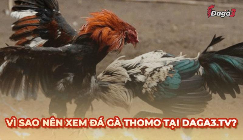 Vì sao nên chọn www.scorch.live để xem đá gà trực tiếp thomo
